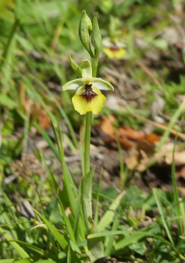 Ophrys lacaitae: la regina delle Ophrys prov. Frosinone  2020